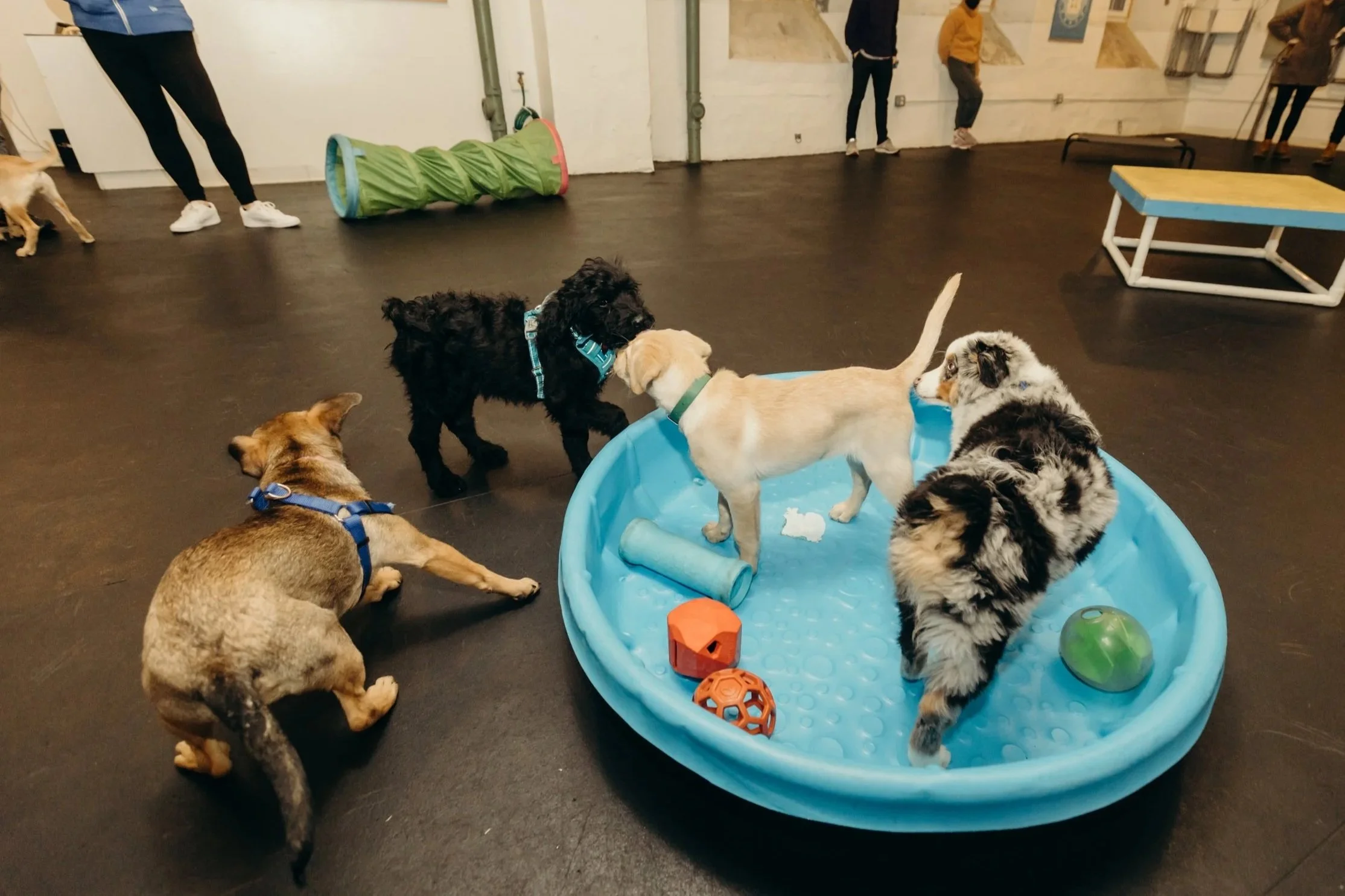 Multiple puppies playing around a small, inflatable kiddie pool with toys inside in an indoor space, with several people standing in the background.