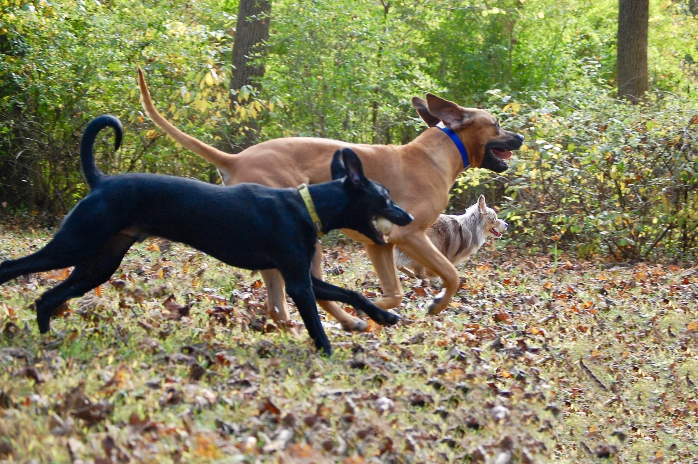 Boarding School for Dogs & Pups — Opportunity Barks