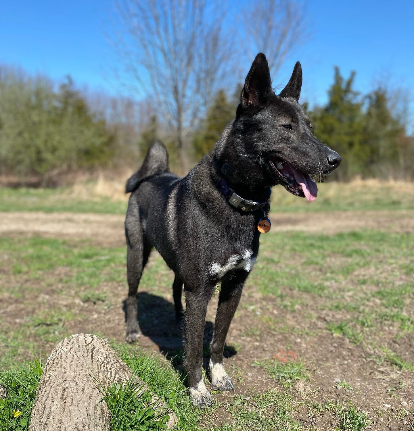 Say Hello to @ronon.the.woof one of our newest members to join the pack 🙌 #beafarmdog #farmdogadventures #opbarks #phillydogtraining #wolfie #dogsofphilly #phillydog #dogsofmanayunk #huskymix