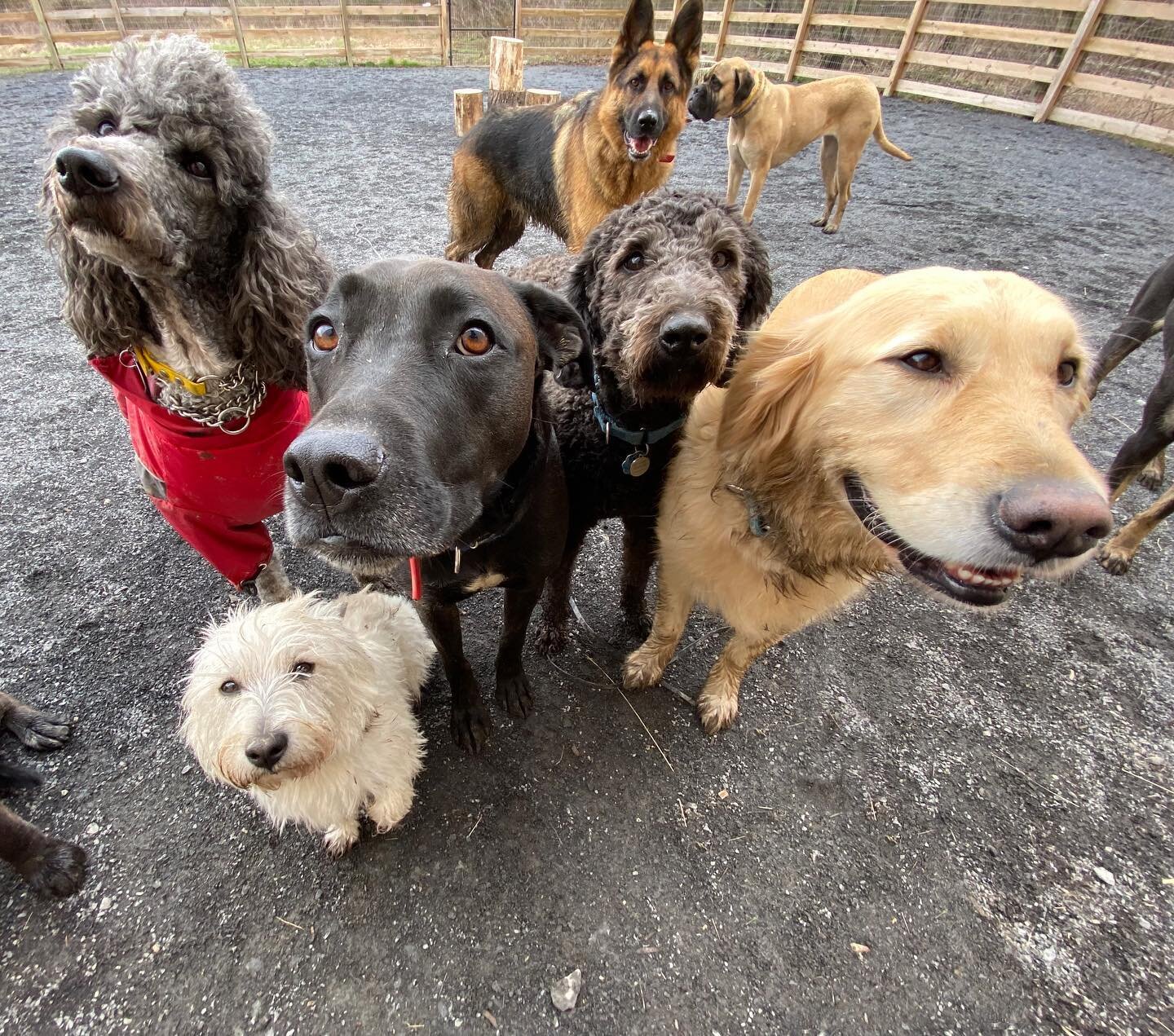Happy Muddy Friends make for a great Wednesday at the Farm #beafarmdog #farmdogadventures #opbarks #phillydogtraining 

#dogsocialization #dogtraining #offleashadventures #offleashdogs #dogpack #phillydog #dogsofphilly