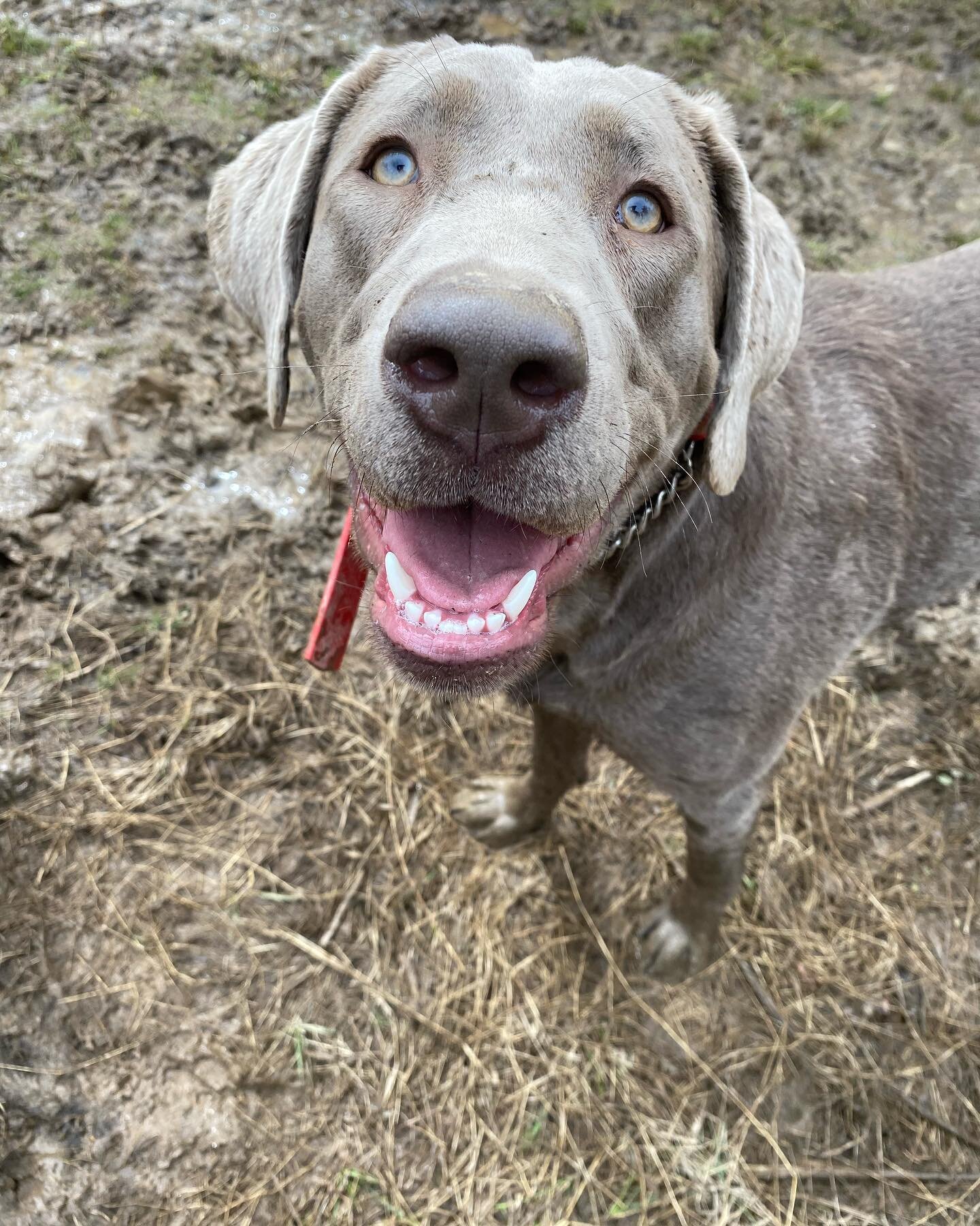 Luna&rsquo;s Happy Monday Face 😁 #beafarmdog #farmdogadventures #opbarks #phillydogtraining #phillydog #dogsofphilly #silverlab #silverlabrador #dogsofmanayunk #adventuredog #dogsthathike #offleash