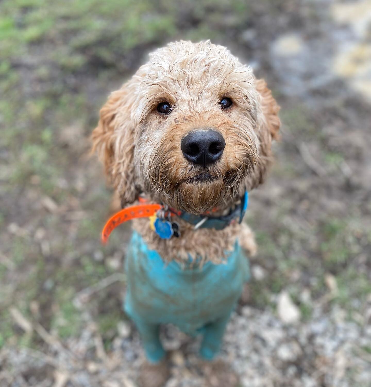 This is Finnegan &lsquo;I love the mud&rsquo; face 🤣 #beafarmdog #farmdogadventures #opbarks

#phillydogtraining #dogsofphilly #phillydog #doodlegram #doodlesofphilly #doodledailyposts #happydoodle