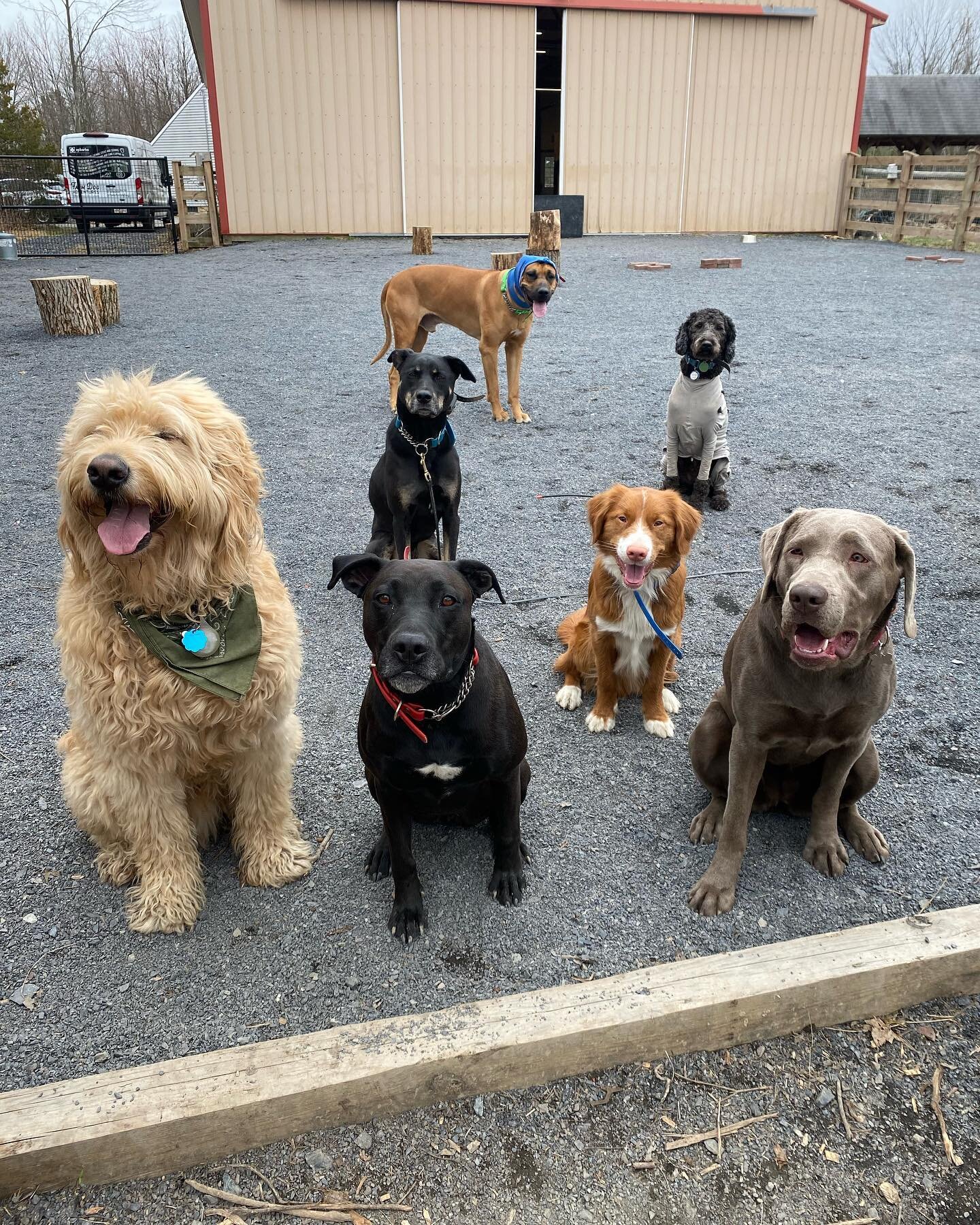Patient Pack Members waiting to be released to hike! #beafarmdog #farmdogadventures #opbarks 

#patientpup #phillydogtraining #phillydogs #dogsofphilly #dogsofmanayunk #phillypup #dogsocialization #adventuredog