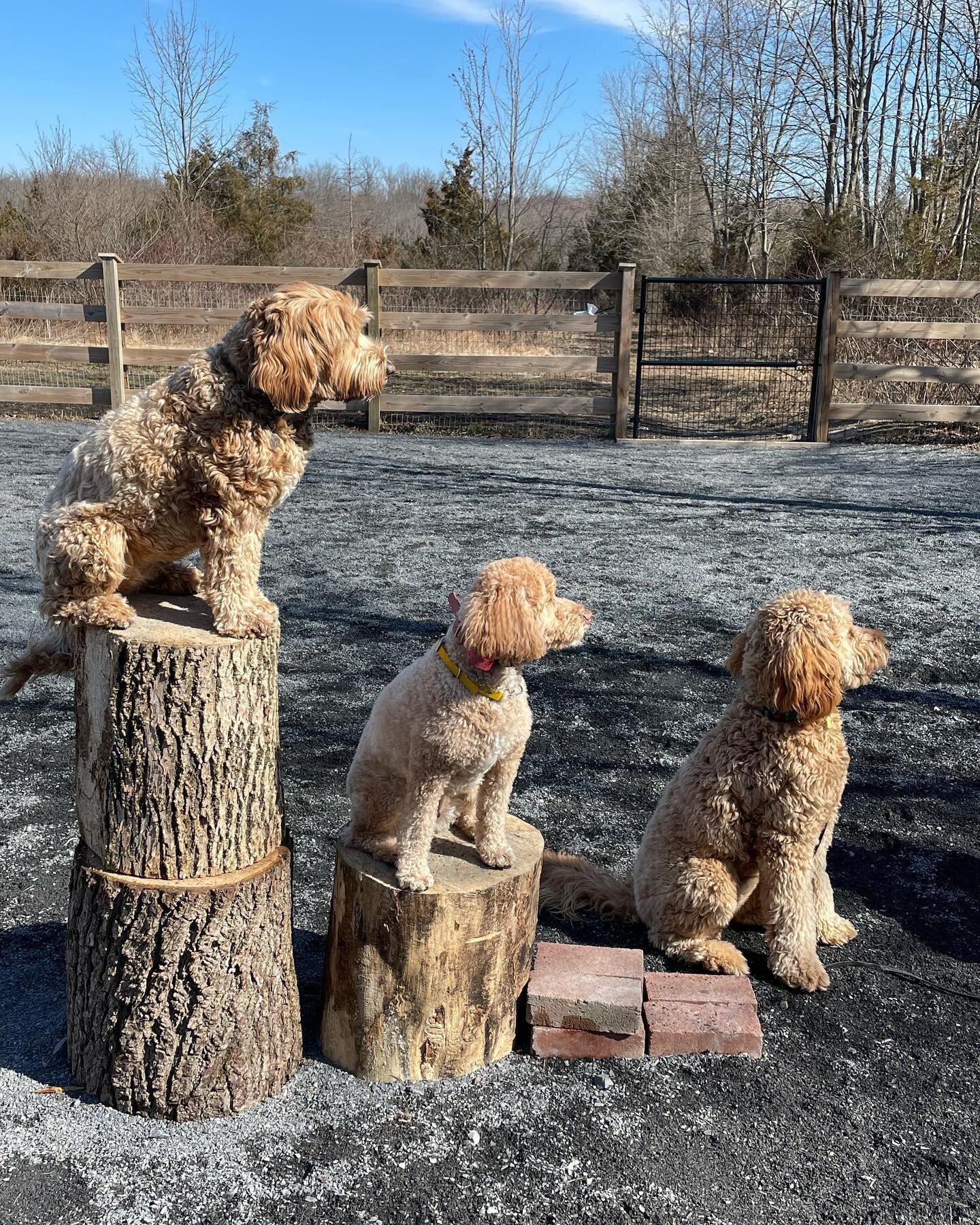 We call this one oodles of doodles #beafarmdog #farmdogadventures #opbarks

#phillydogtraining #dogsofphilly #phillydogs #phillydog #doodlesofphilly #doodlegram #labradoodle #aussielabradoodle #doodledaily #doodledog