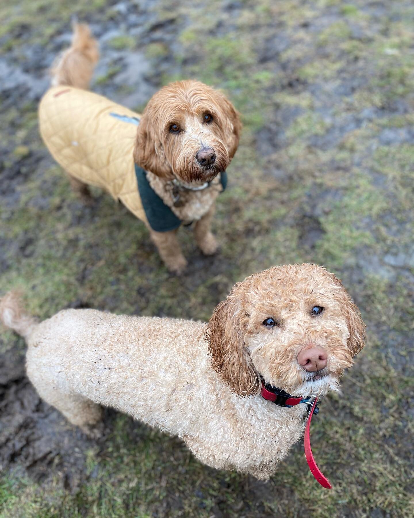 (Wet) Doodle Days #beafarmdog #farmdogadventures #opbarks #phillydogtraining #doodlesofinstagram #labradoodle #aussielabradoodle #minidoodle #dogsofphilly #phillydog #adventuredog