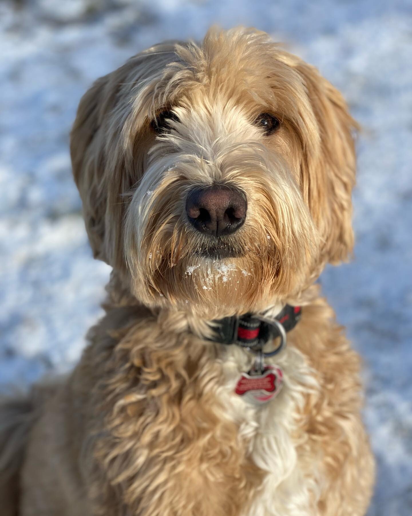 Charlie is quite the distinguished gentleman 🧐 #beafarmdog #farmdogadventures #opbarks 

#phillydogtrainer #doodlegram #doodlesofphilly #dogtraining #dogtrainer #doodledaily #phillydog #phillydogs #doodlesofphilly