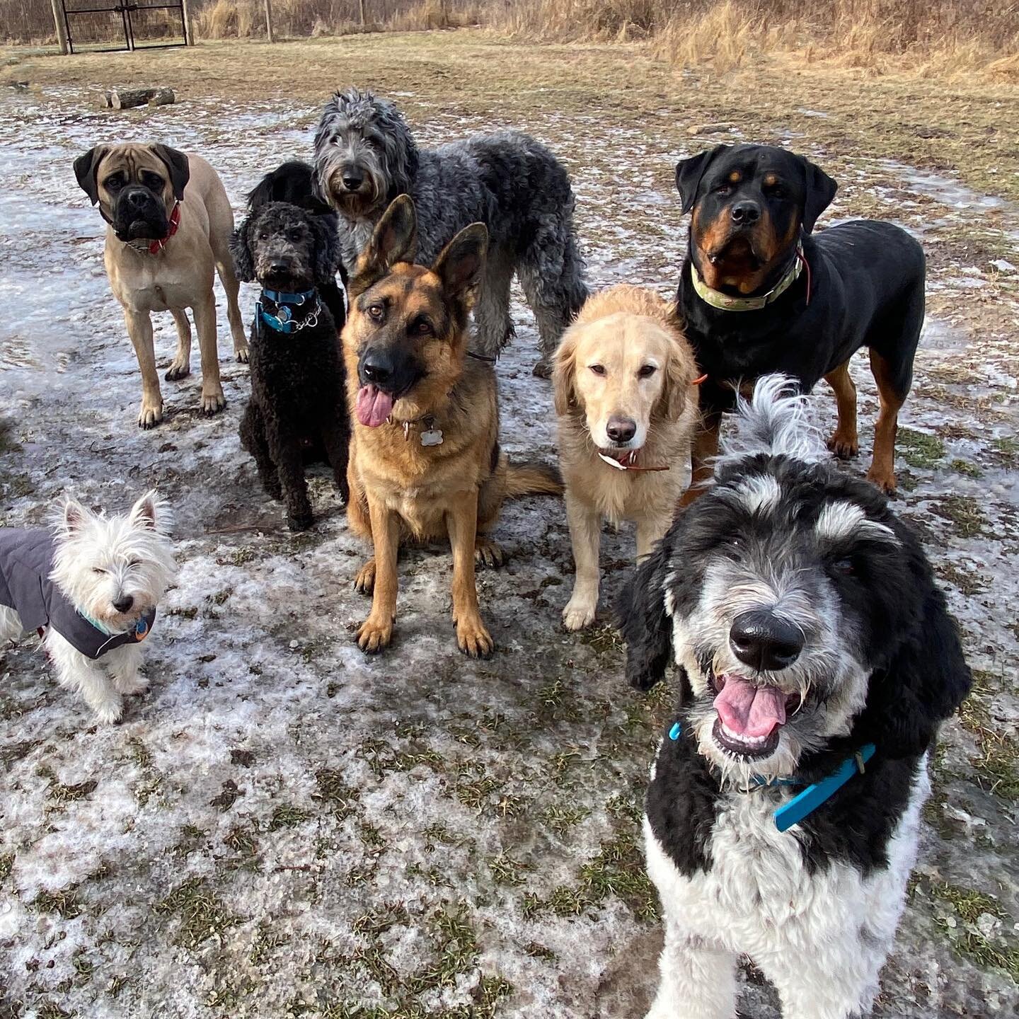 Just part of the Wednesday crew 

#beafarmdog #farmdogadventures #opbarks #phillydogtrainer #dogpack #dogpackpower #farmdogpack #doodlesgram #westiesofinstagram #shepherdsofinstagram #bernedoodlesofig #dogsofphilly #phillydogs
