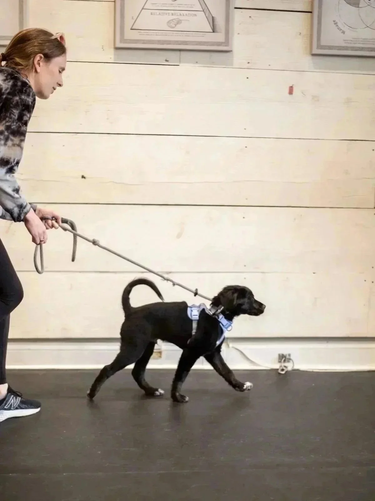 A woman is walking a black dog on a leash indoors against a white wooden wall with framed charts or diagrams.