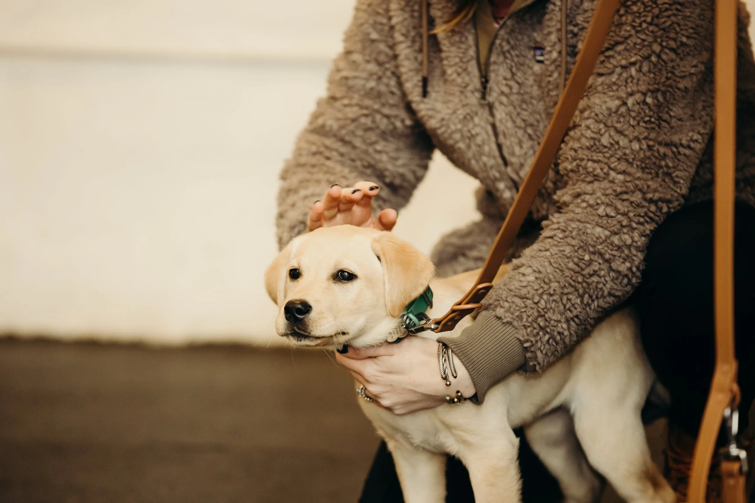 Person wearing a fluffy gray jacket holding a white puppy with a green collar.