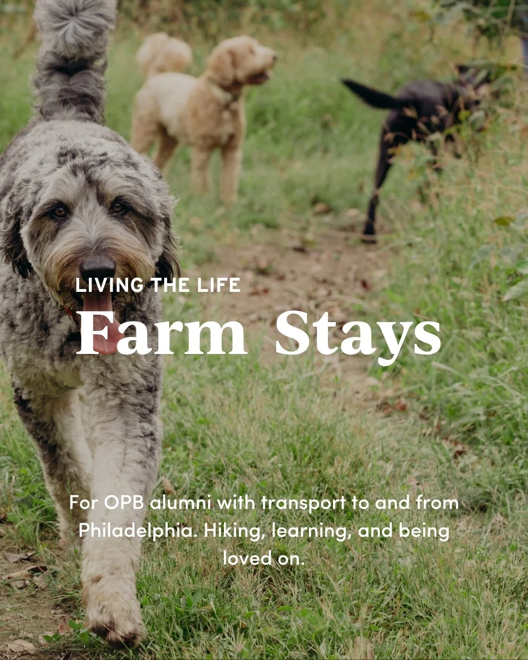 Farm dog stays and dog training at Opportunity Barks with dogs practicing structure, movement, and rest
