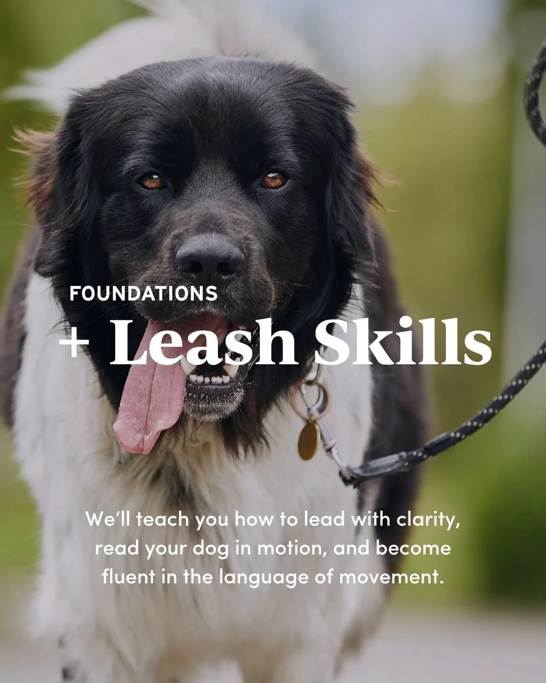 Leash Skills That Actually Work Outside  Because your dog doesn’t live in a training bubble.