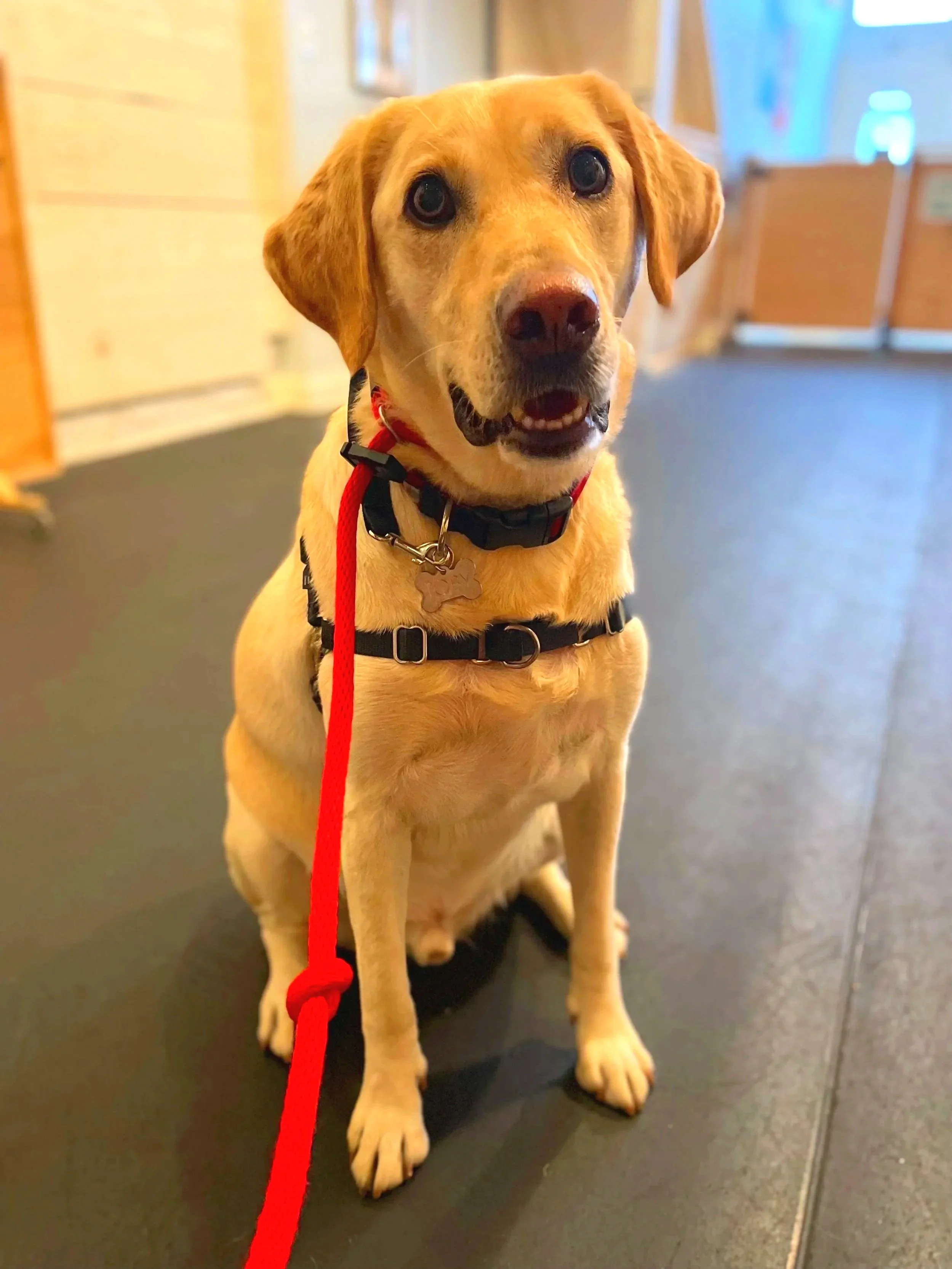 A cheerful yellow Labrador Retriever puppy sitting on a black surface indoors, wearing a harness and a red leash.