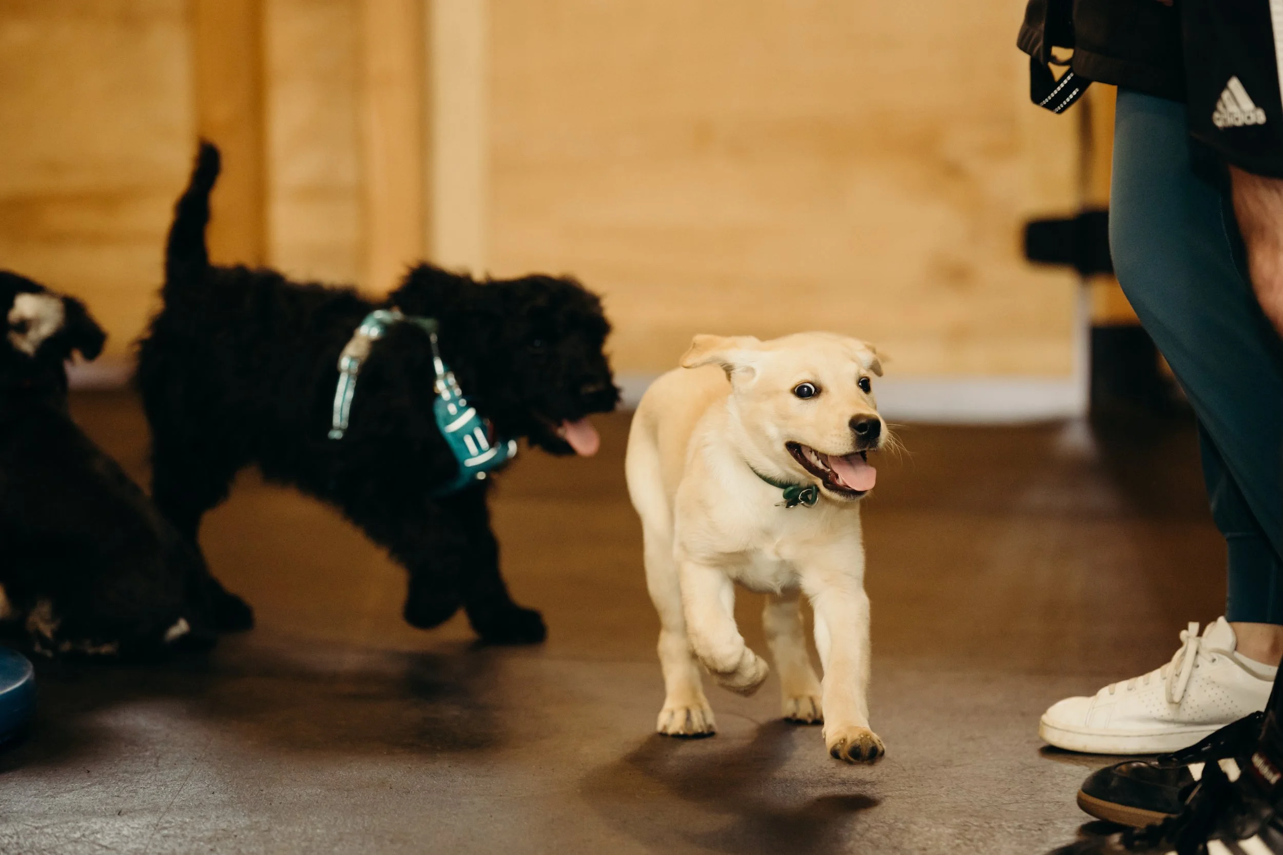 Three puppies, two black and one light tan, walking on the floor of an indoor space near a person wearing white sneakers and teal pants.