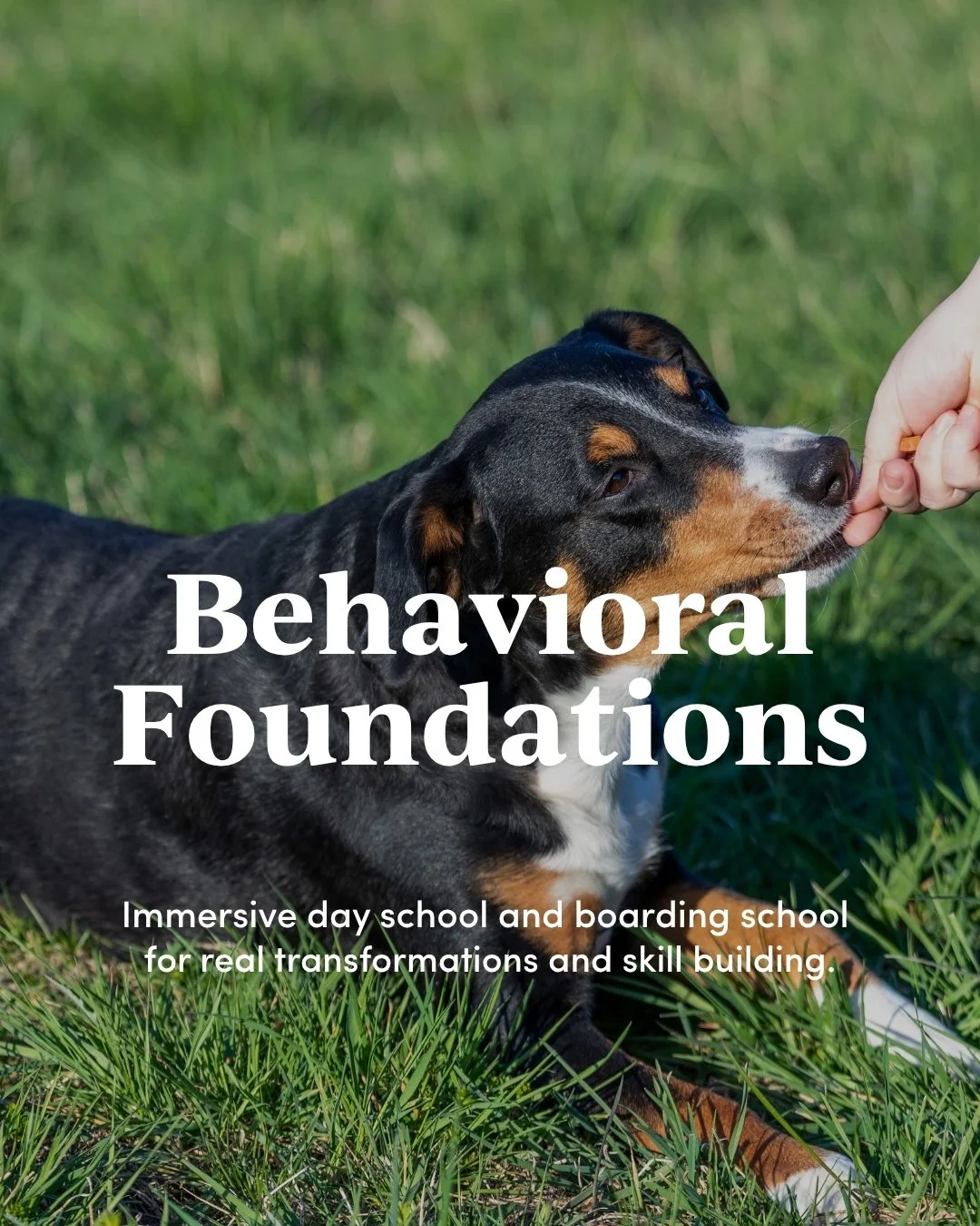 Dog Behavior Training Philadelphia | Anxiety, Reactivity & Behavior ...