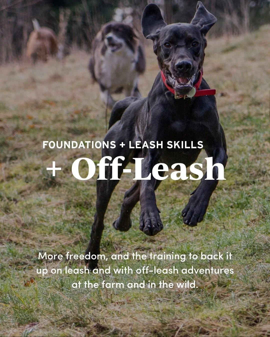 Off-leash training built for real life. Fields, trails, and everything in between