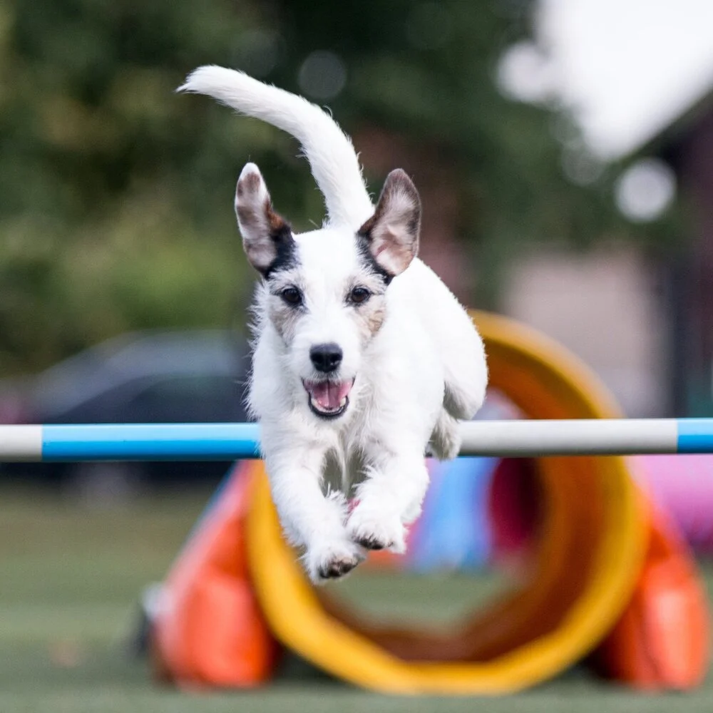 A dog running and jumping over an agility hurdle in an outdoor setting.