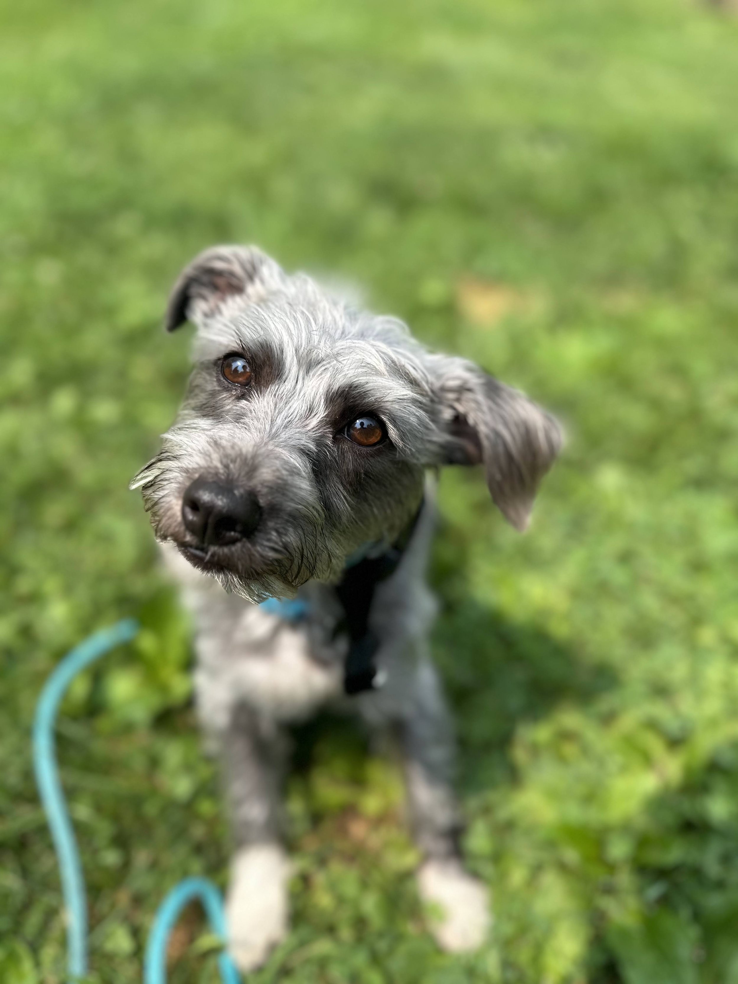 A scruffy gray and white dog looking up with a blue leash on a lush green grassy yard.