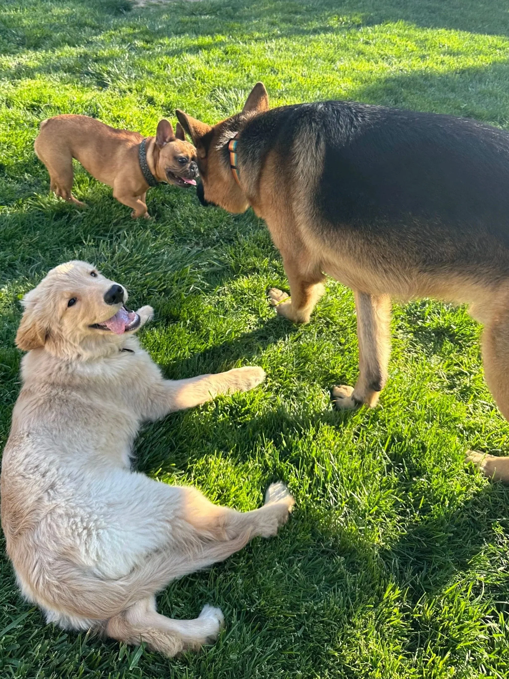 A golden retriever lying on green grass with a happy expression, tongue out, and ears back.