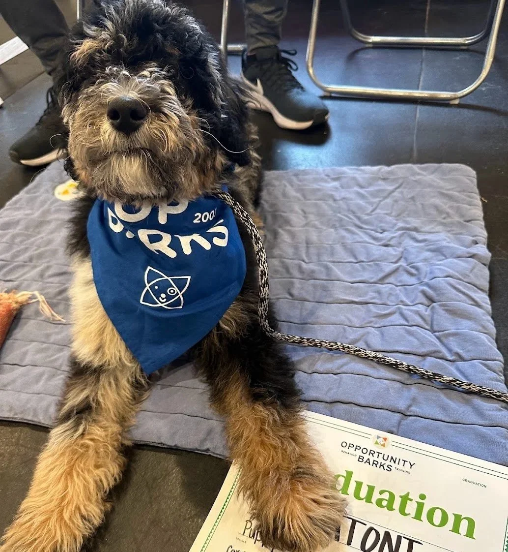 A adorable black and tan puppy sitting on a gray blanket with a graduation certificate, wearing a blue bandana that says 'OPPORTUNITY' and has a rocket symbol. The puppy's paws are placed on the certificate, and someone in athletic shoes is in the background.