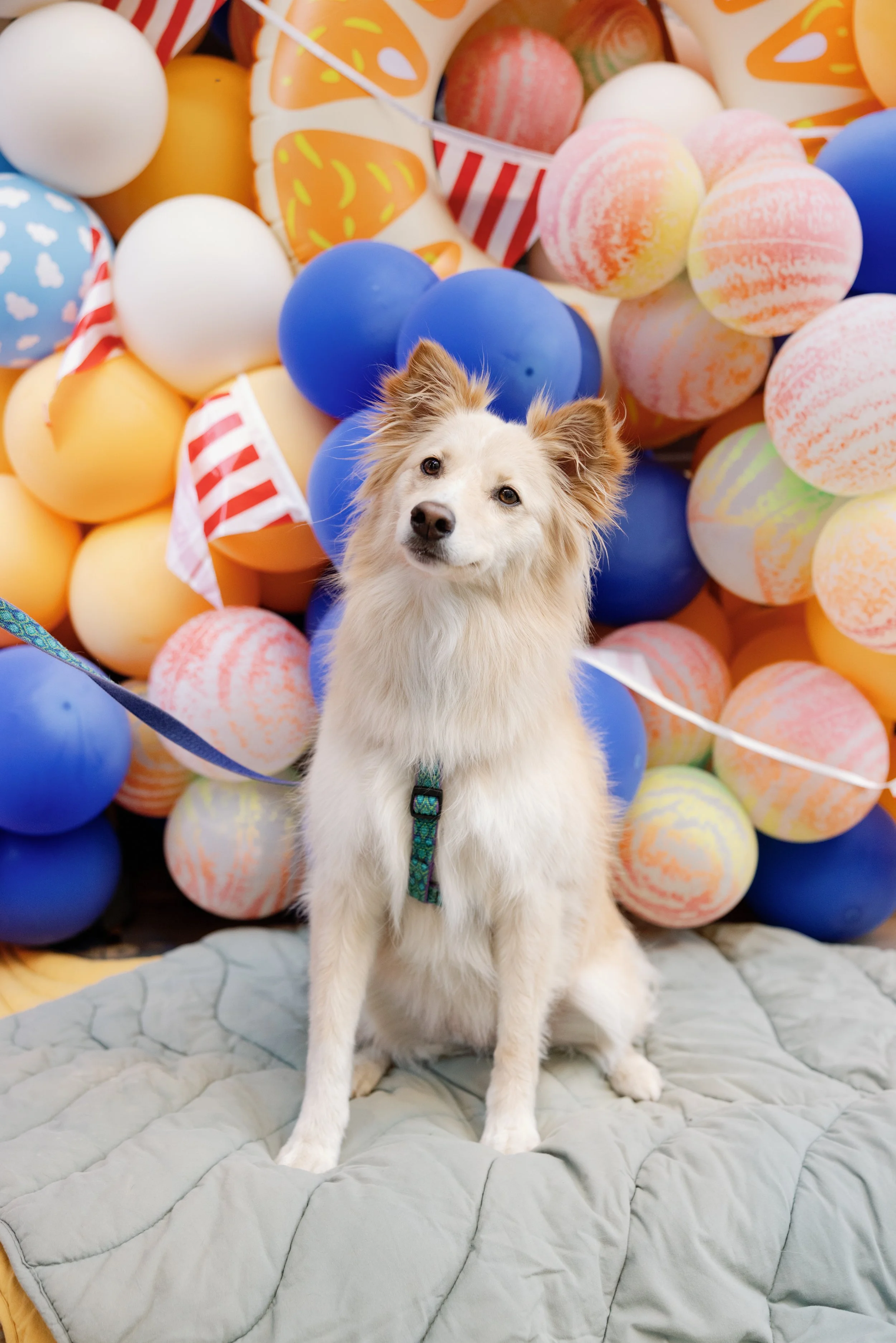 A white and tan dog wearing a harness sitting on a quilted gray blanket in front of a colorful backdrop of plastic Easter eggs and decorative balloons.