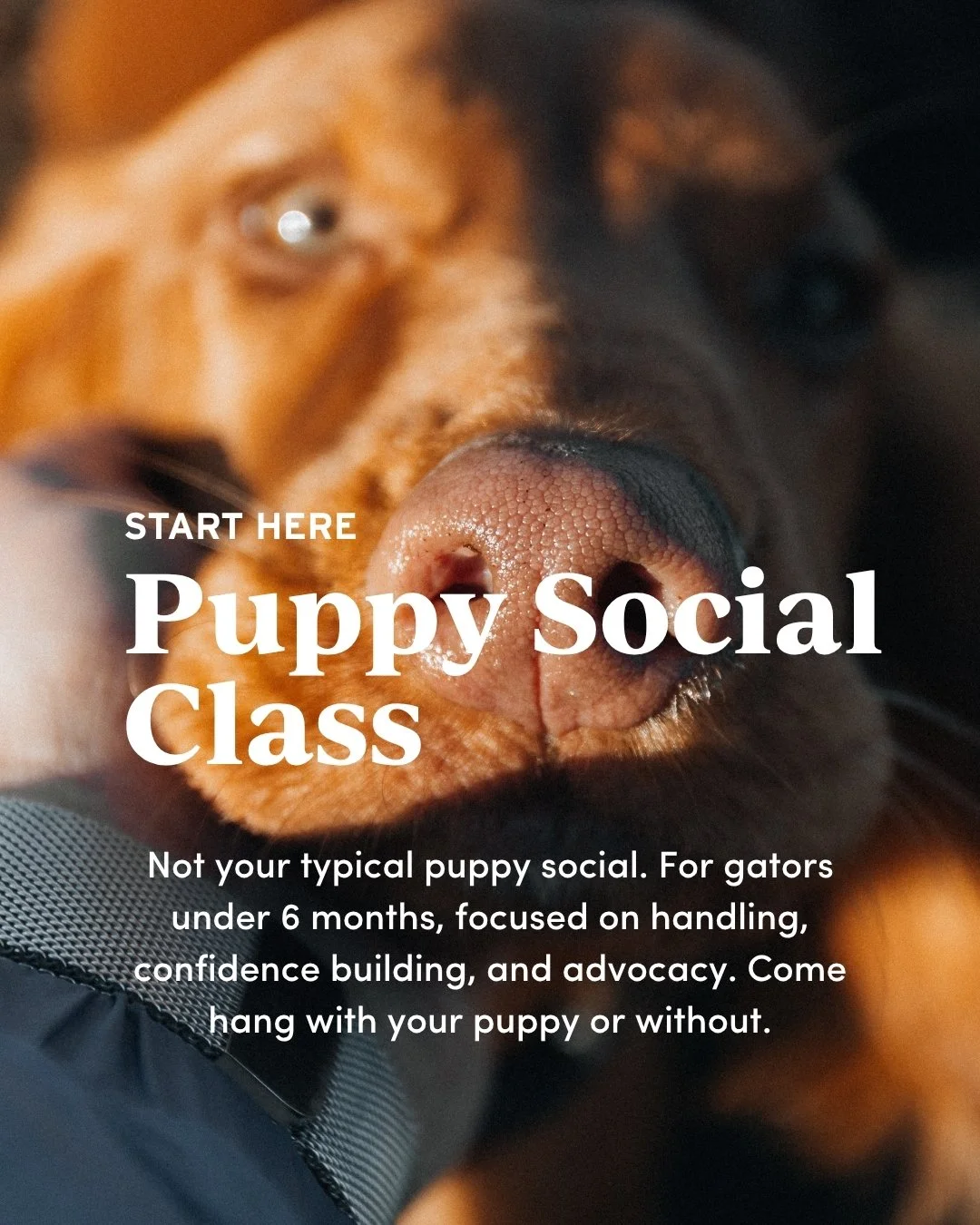 Helping puppies build confidence through handling, new experiences, and safe exploration of equipment