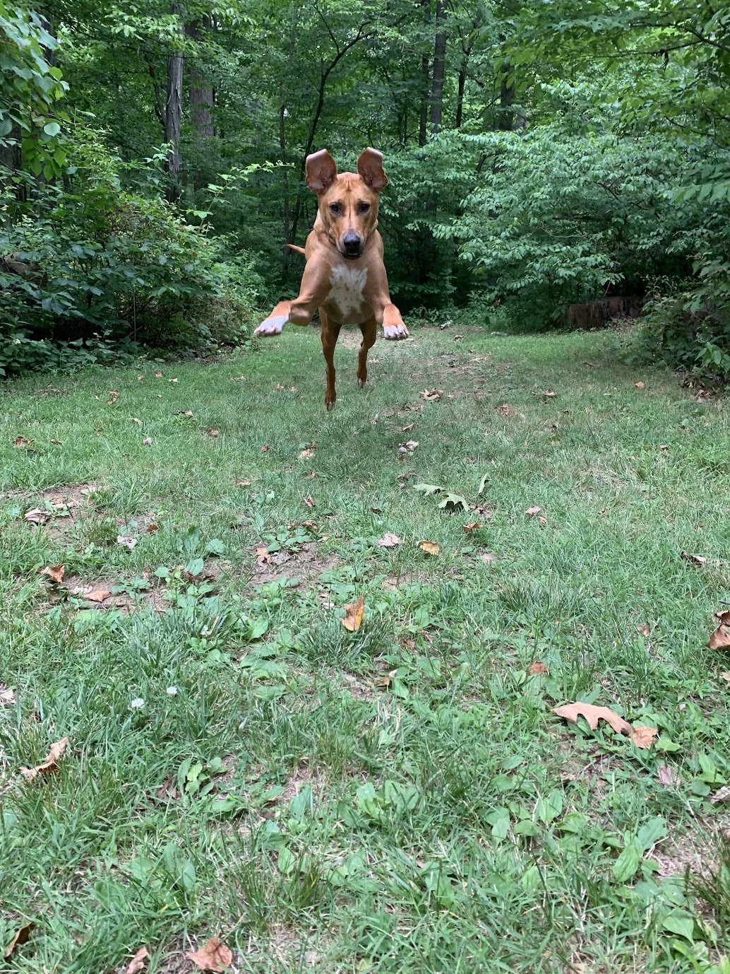 A brown dog with upright ears is jumping towards the camera on a grassy trail in a wooded area.
