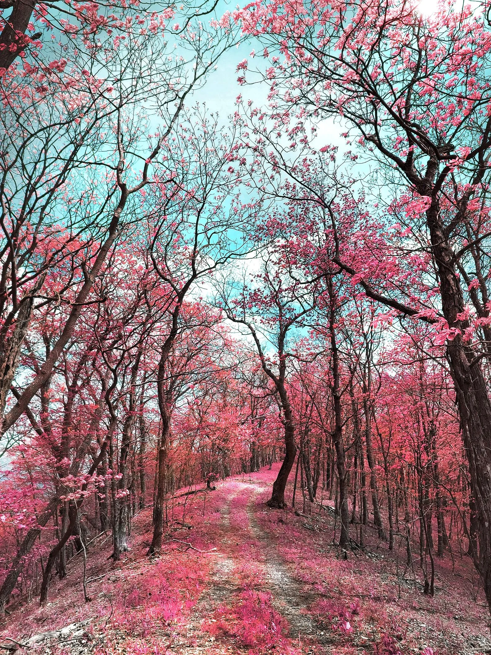 Plante_ridgetop_infrared.jpg