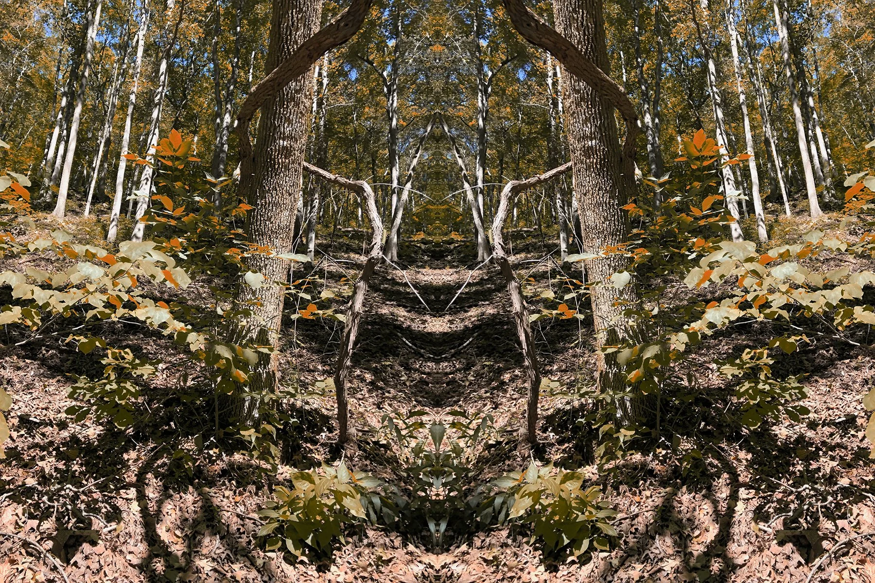 Plante_symmetry_trees_mirror.jpg