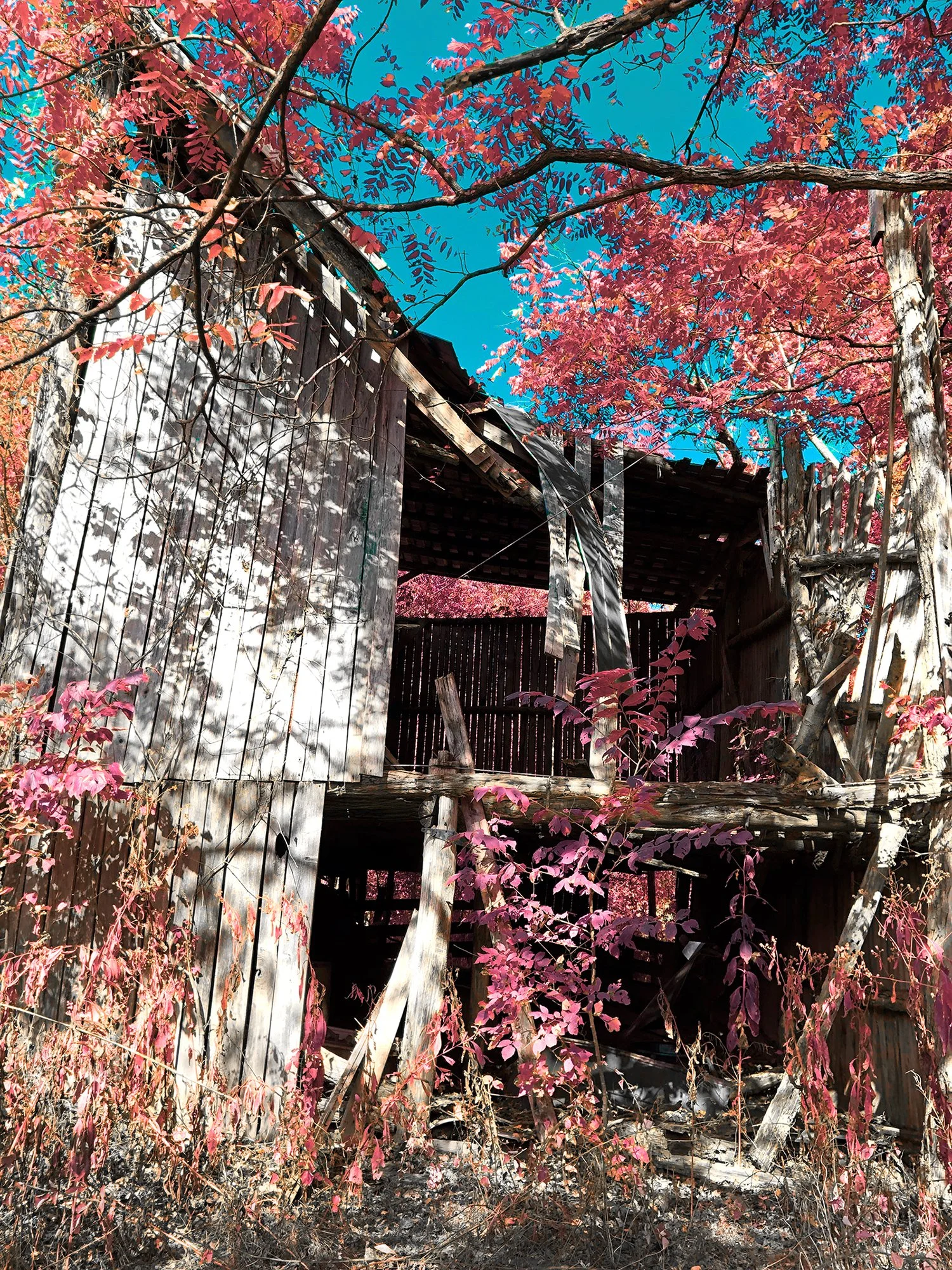 Plante_barn2_infrared.jpg