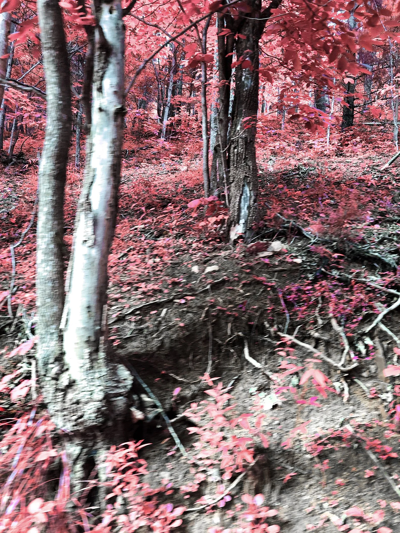 Plante_roots2_infrared.jpg