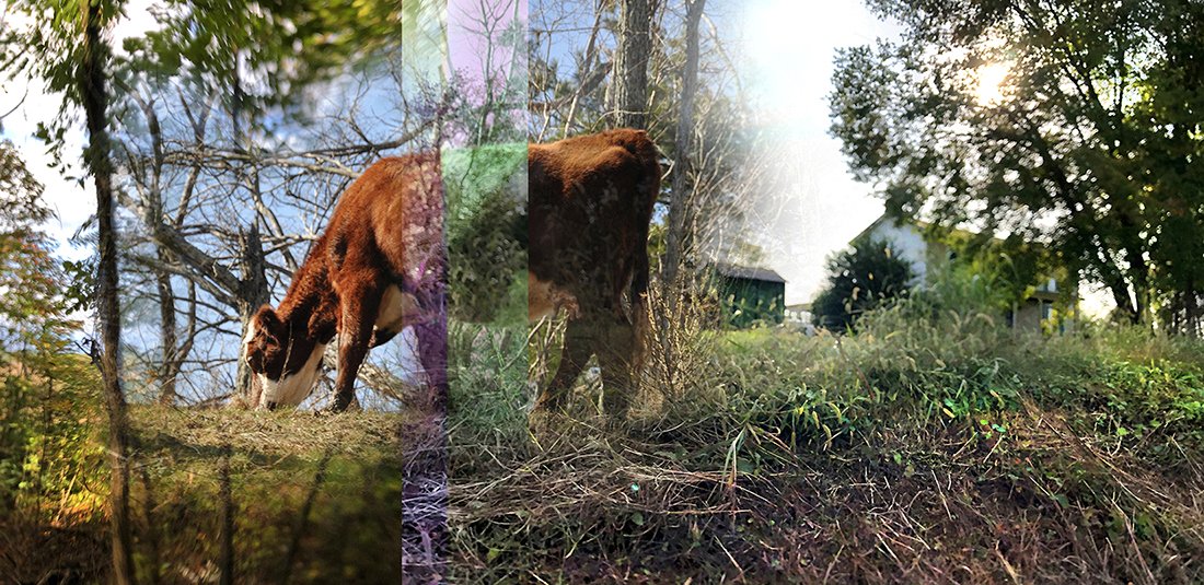 gPeculiarPastoral_Cow_APlante.jpg