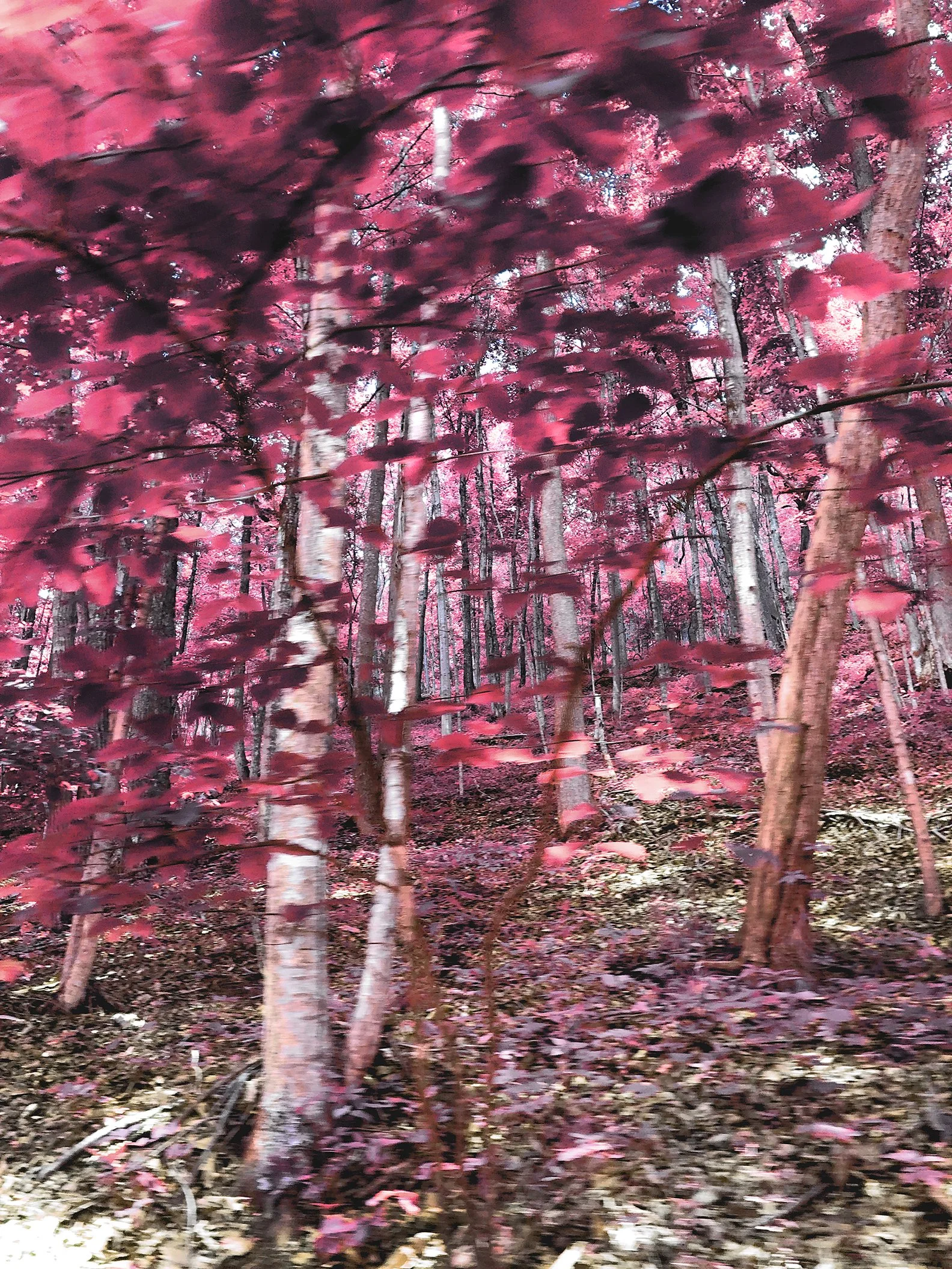 Plante_trees2_infrared.jpg