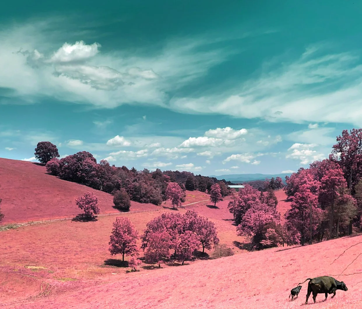 Plante_cows_infrared.jpg
