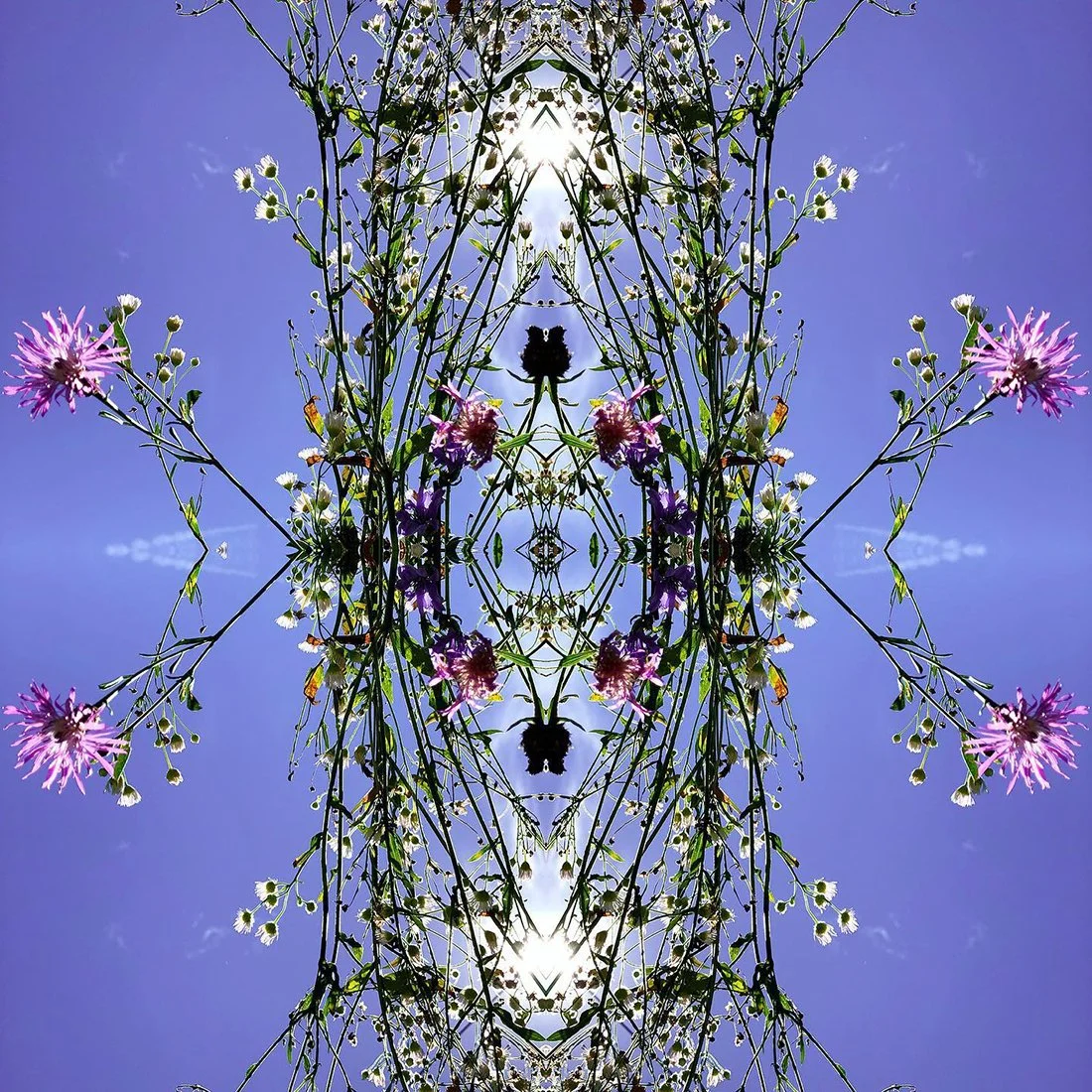 Plante_symmetry19.jpg