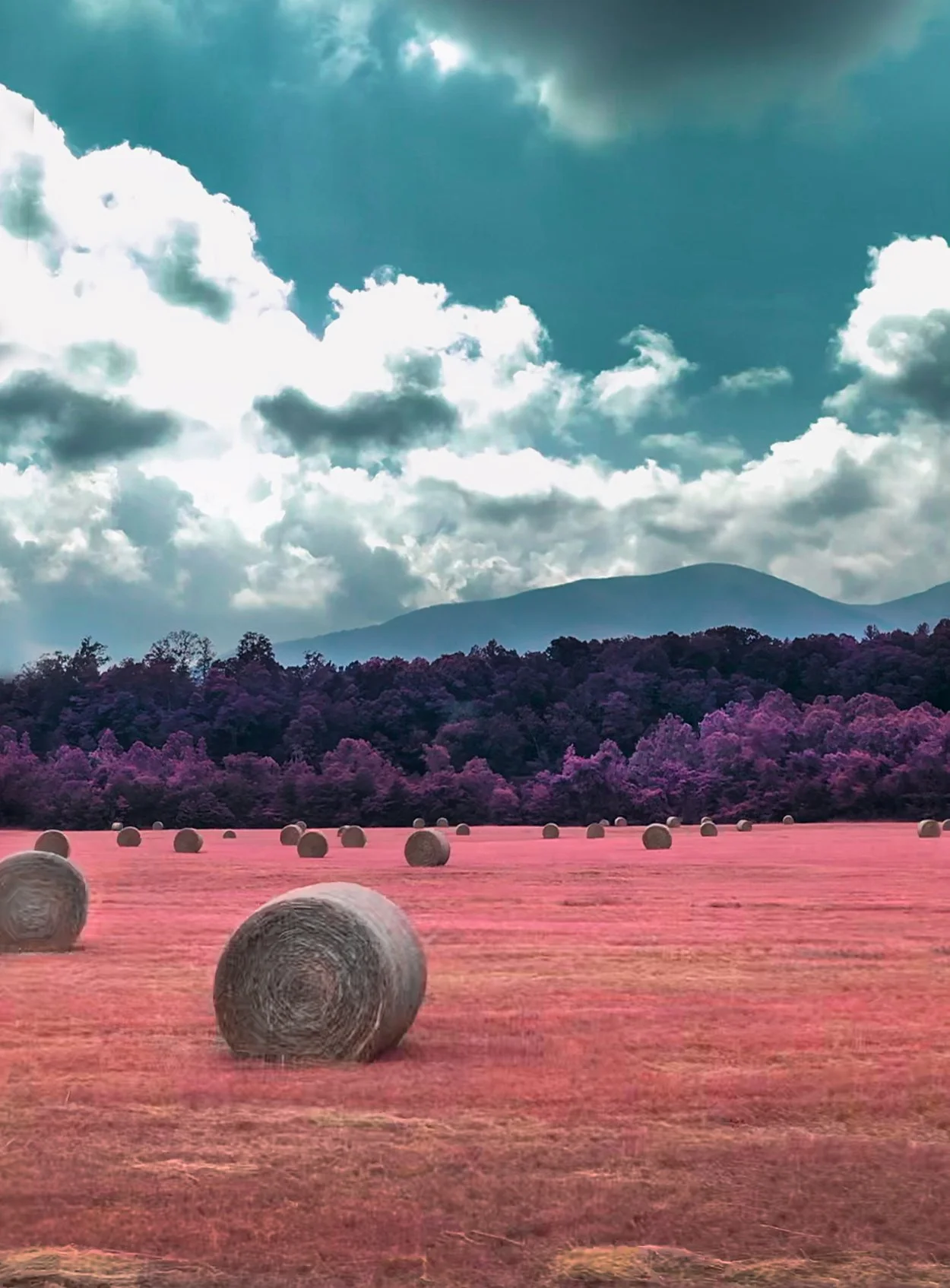 Plante_hay_infrared_purple.jpg