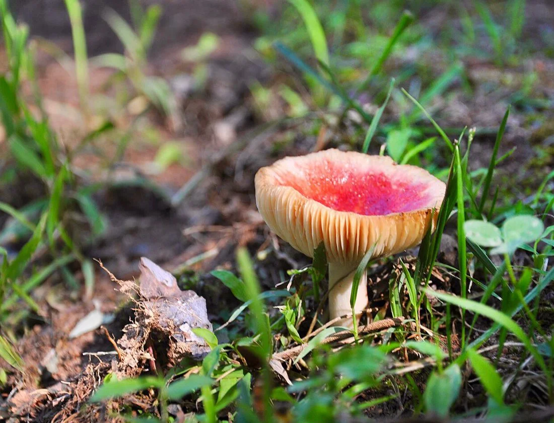 Plante_redmushroom9.jpg