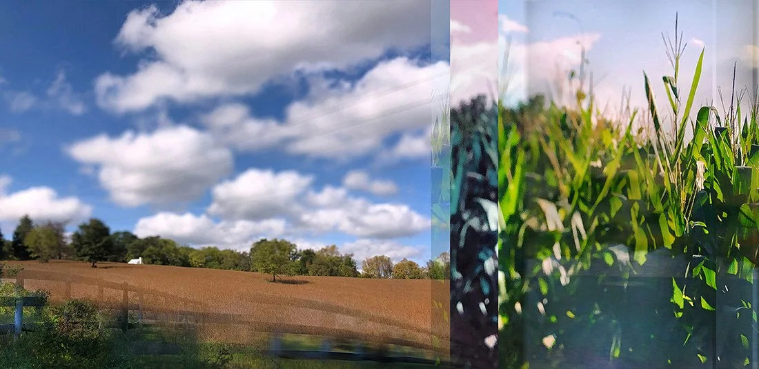 jPeculiarPastoral_CornField_APlante.jpg