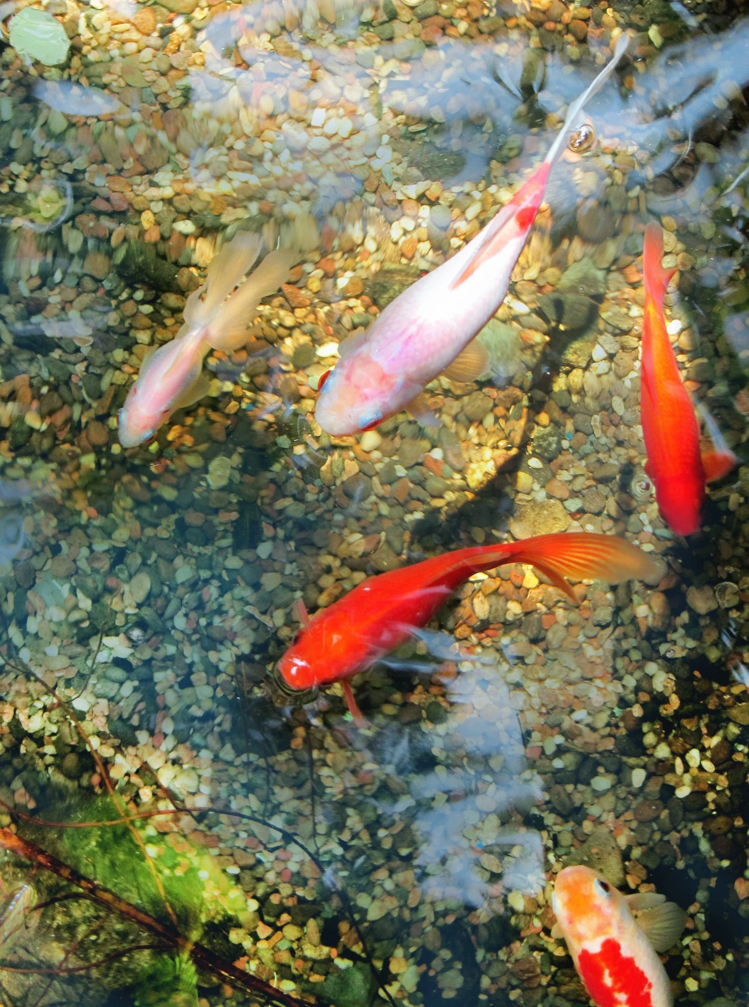 Plante_koi.jpg