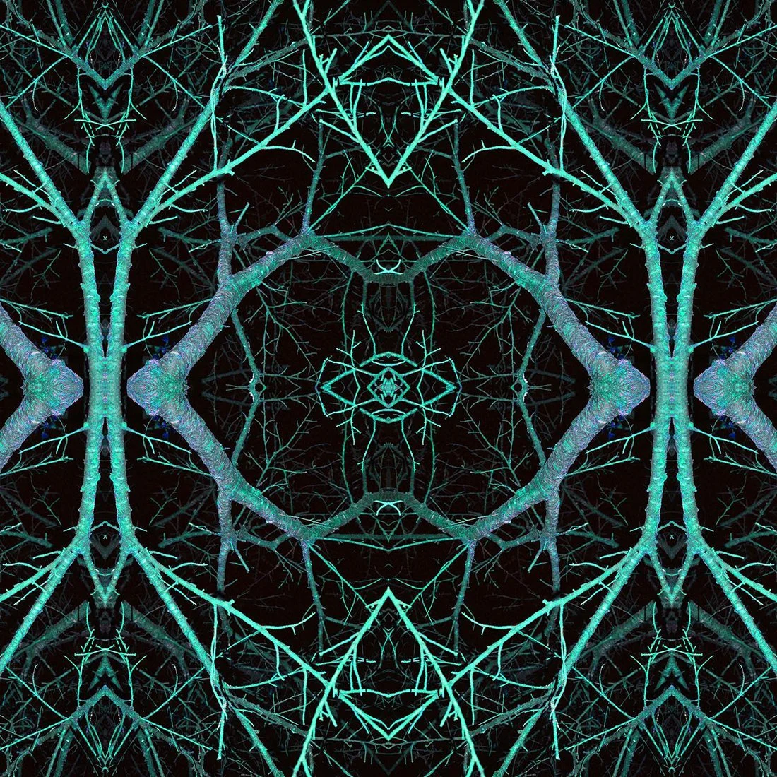 Plante_symmetry20.jpg