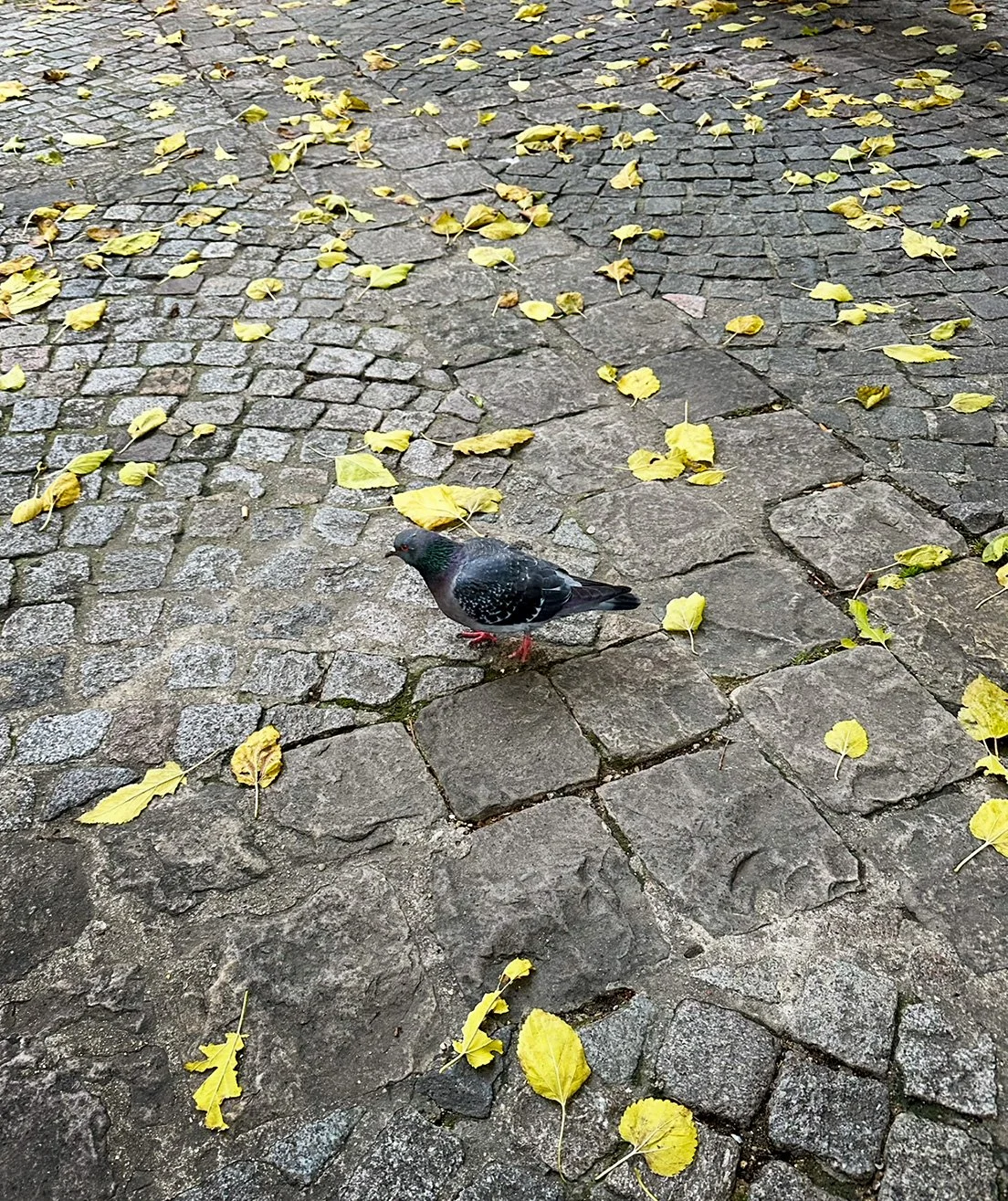 pigeon.jpg