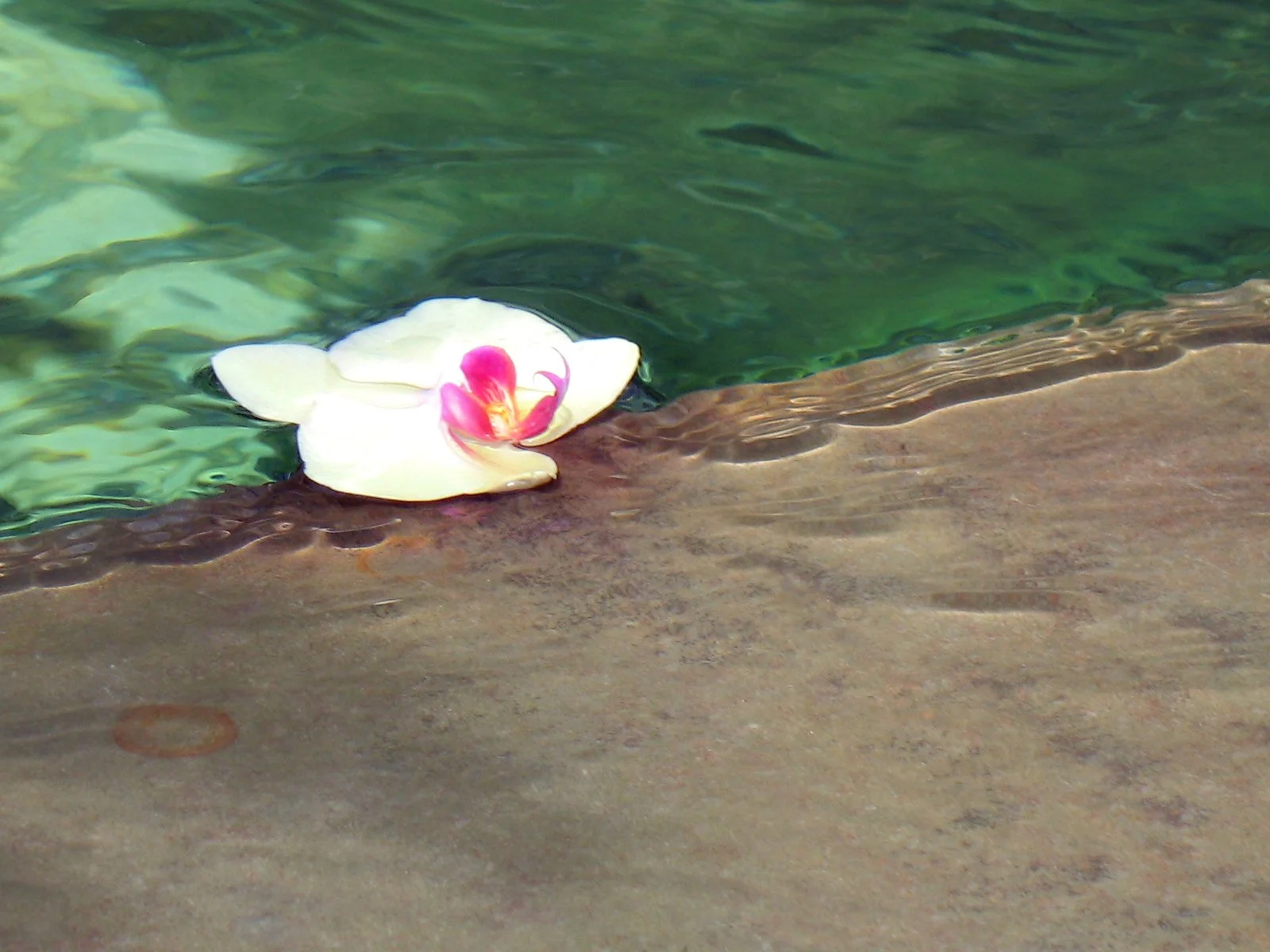 Plante_orchid.jpg