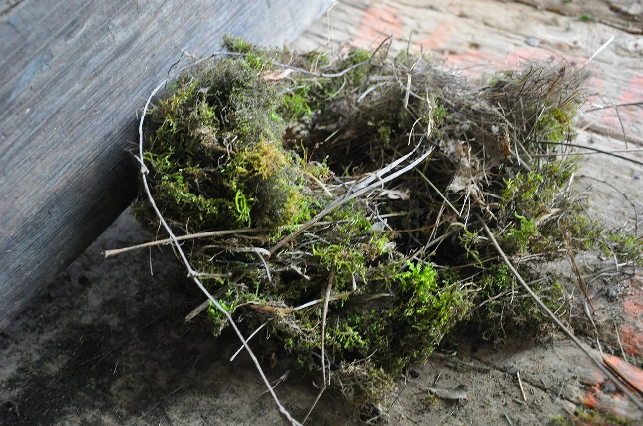 Plante_nest.jpg