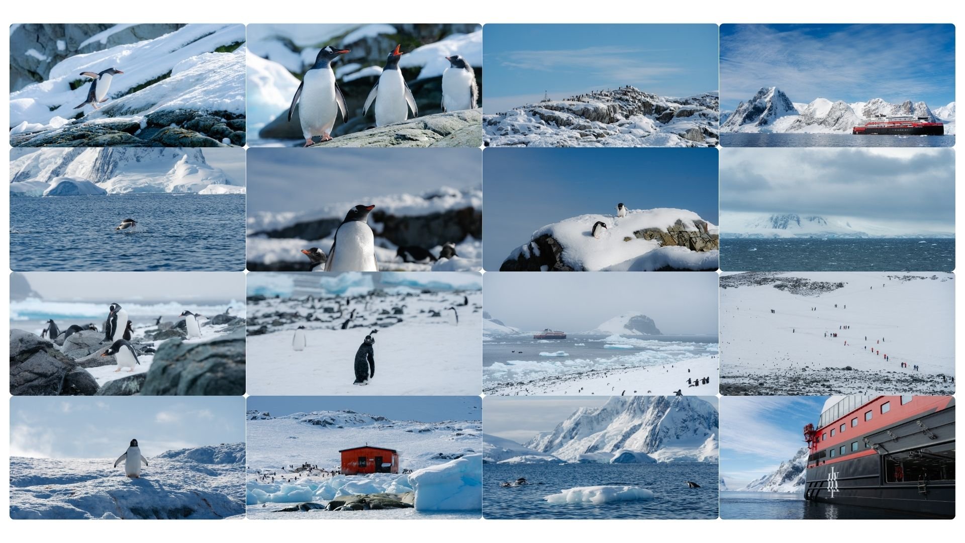penguins-wallpaper-preview.jpg