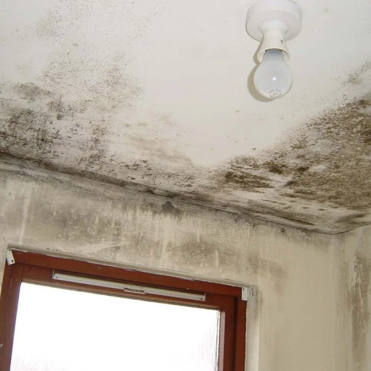 Mould on a wall and ceiling above a window