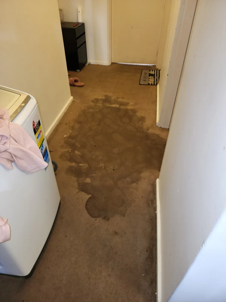 Water-soaked carpet beside a wall from a hidden leak