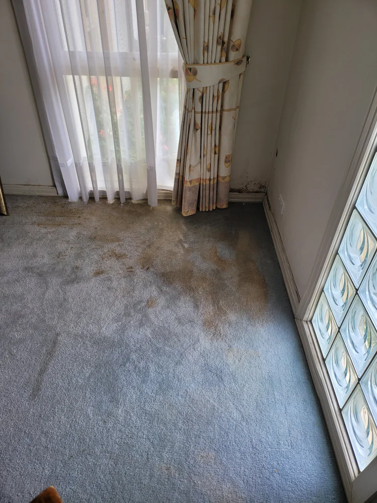 Damp carpet and wall at ground level from rising damp