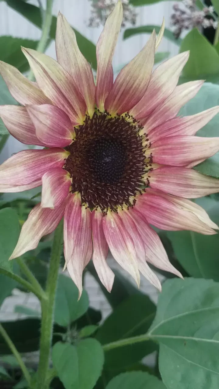 Close-up of a sunflower with pink-tinted petals and a dark center, surrounded by green leaves.