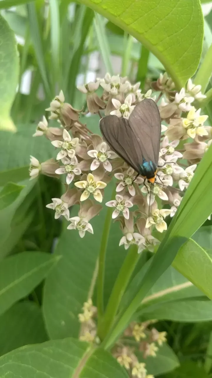 A close-up of a black butterfly with blue tips on its wings and an orange head, perched on a cluster of small white and pale yellow flowers surrounded by lush green leaves.