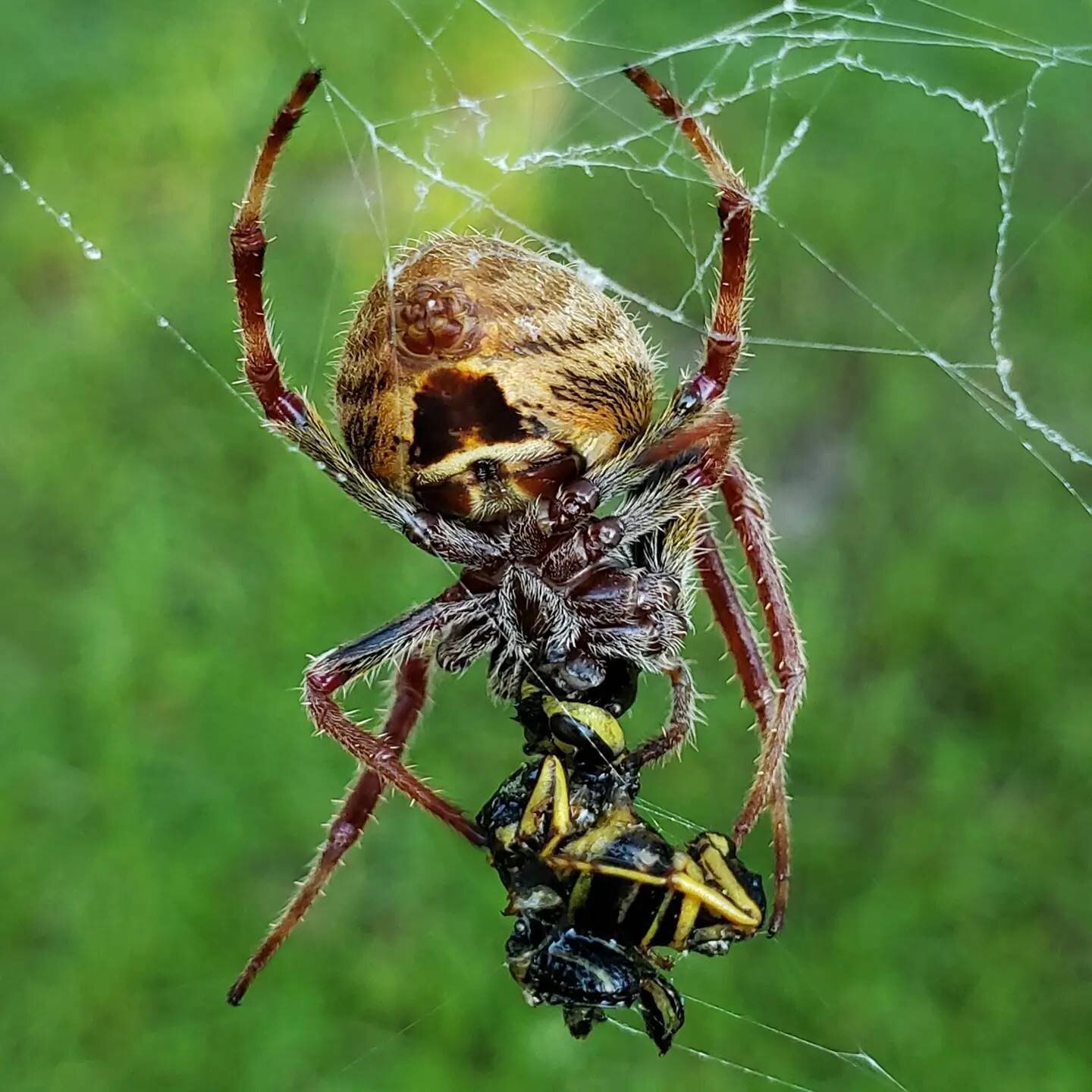 Usually our mornings are all about goats, hens, wild birds and the rising sun. Today we stopped to watch this Tropical Orb Weaver make breakfast from a yellow jacket. #nature #spider #tropicalorbweaver #TwoGroomsFarm
