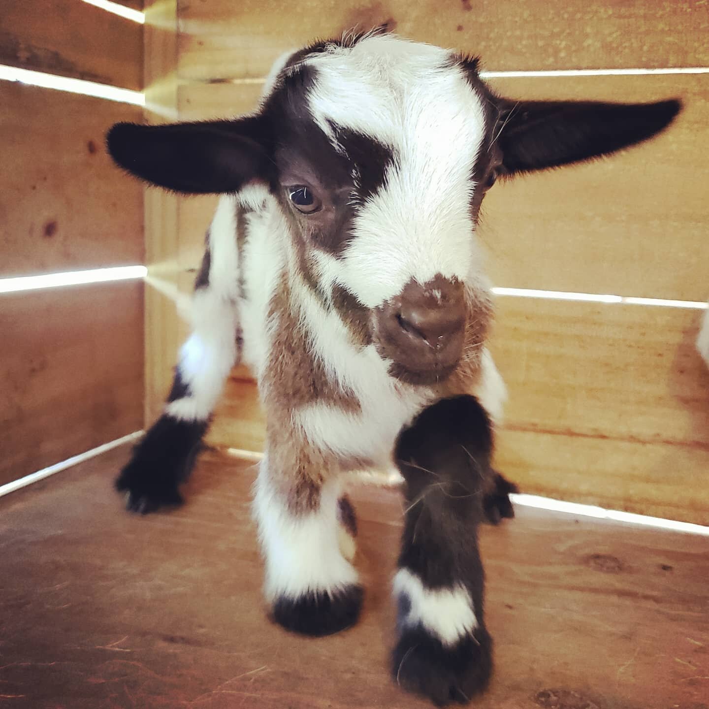 Our four new babies had a little photo shoot today. More babies soon! #TwoGroomsFarm #GoatMilkSoap